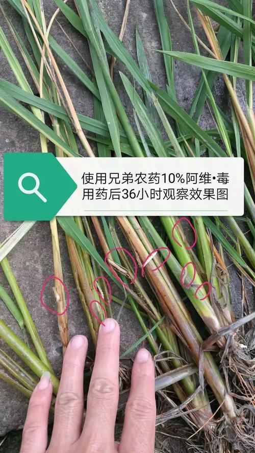 绿色科技·守护沃土——广西兄弟农药重磅新品发布会纪实